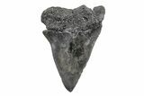 Fossil Broad-Toothed Mako Tooth - South Carolina #214636-1